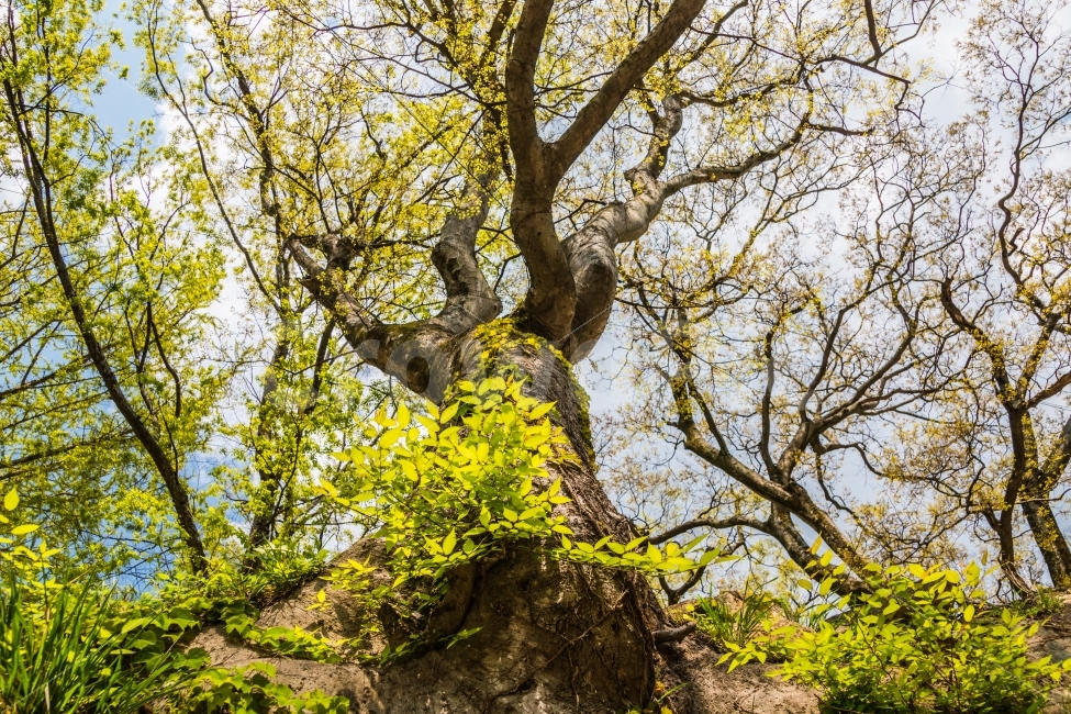 풍경,나무,산,하늘,봄,식물,자연,plants,nature