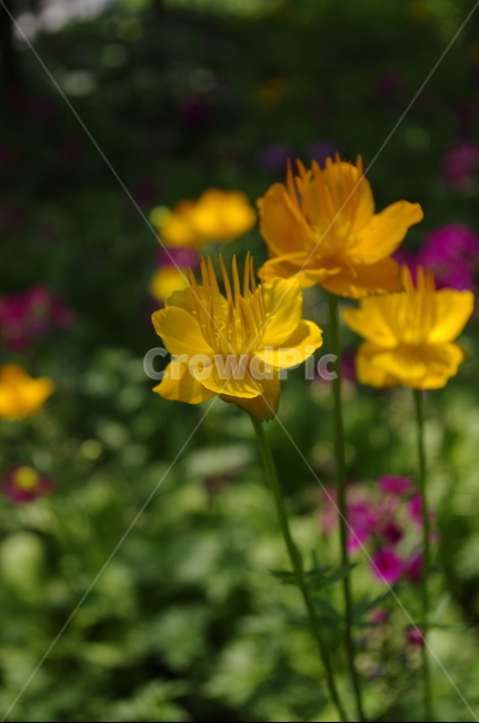 꽃,flower,식물,plant,계절,봄,spring,식물,자연,plants,nature,꽃,flower