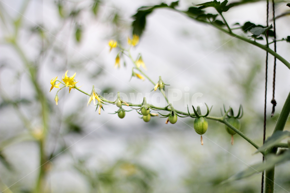 plant,식물,토마토,tomato,agriculture,농업,꽃,토마토꽃,flower,nature,자연,fruit,과일,식물,자연,plants,nature
