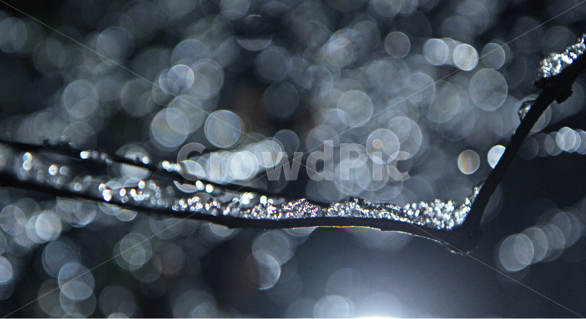 water drop,nature,bokeh,winter,ice,winter landscape,winter tree,branch