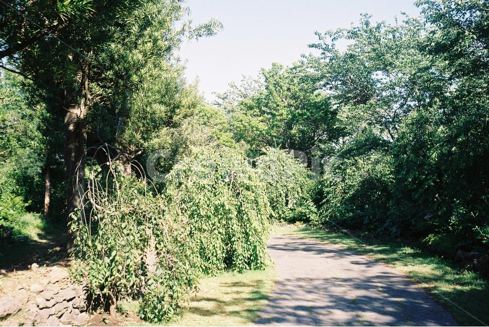 자연,숲,필름카메라,필름사진,필름,여행,자연,풍경,nature,landscape,outdoors,옥외