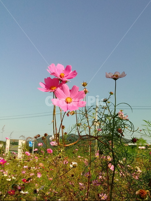 코스모스,꽃,plant,flower,commoncosmos,길국화,꽃잎,가을꽃,식물,자연,plants,nature,꽃,flower