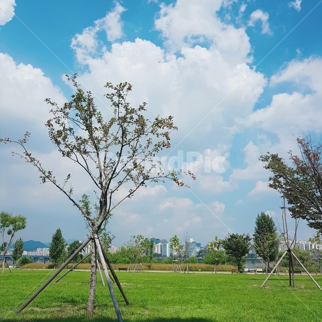 공원,나무,구름,파란하늘,잔디