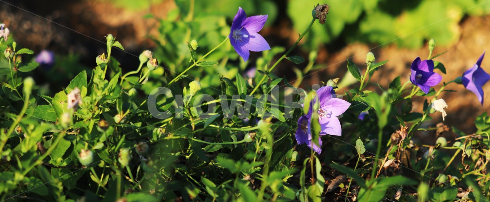 꽃,flower,plant,식물,도라지꽃,식물,자연,plants,nature,꽃,flower