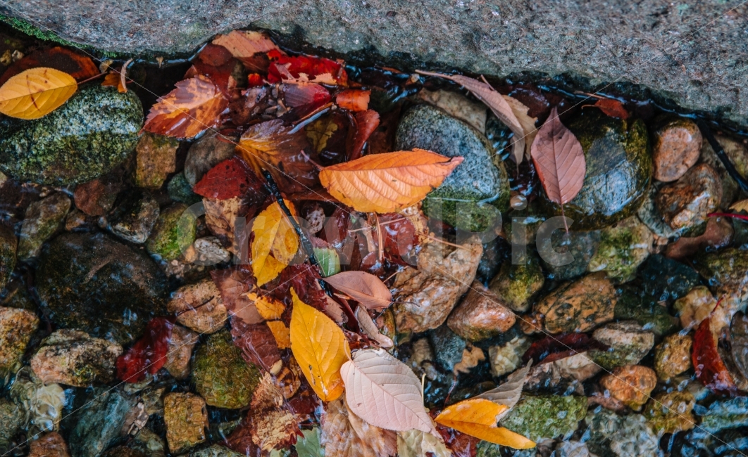 가을,낙엽,시냇물,자연,풍경,물,감성,한국,가을,계절,fall,autumn,season,plant,식물,leaf,잎