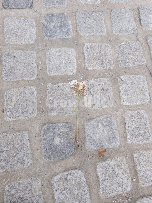 바닥,보도,꽃,floor,path,길