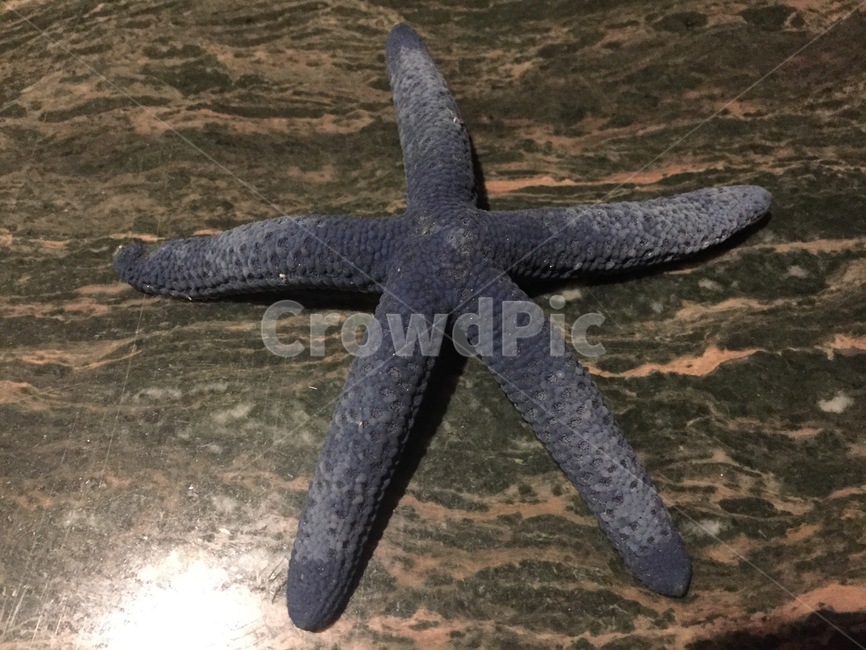 seastar,sea animals,echinoderm,starfish