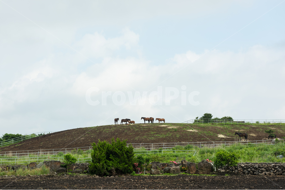제주도,동산,언덕,말,자연,하늘,푸른,차분한,조용한,시골,구름,자연,풍경,nature,landscape,한국자연풍경,한국자연경관,korea nature landscape,제주도,jeju,jeju island,동물,animal,포유류,mammal,산업,industry,industrial,목축업,목장,livestock farming,ranching,pasture,outdoors,옥외,grassland,목초지,field,들,road,도로,gravel,자갈,dirt road,흙길,ground,바닥