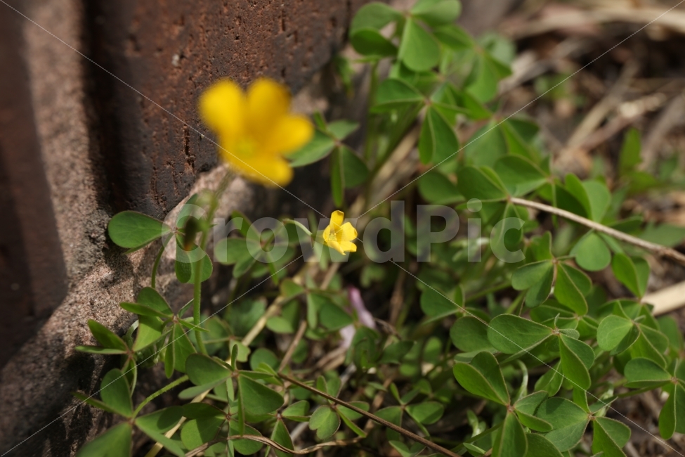 고양이풀,노랑꽃,정원,햇살,봄,식물,자연,plants,nature,꽃,flower