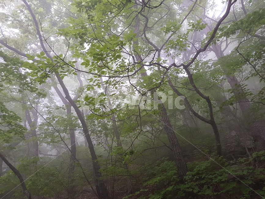 설악산,산,자연,풍경,나무,안개자욱,설악산정상,안개,설악산안개,숲,숲속안개,바위,돌