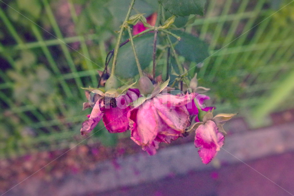 꽃,봄,장미,장미꽃,분홍,봄날,식물,자연,plants,nature,꽃,flower