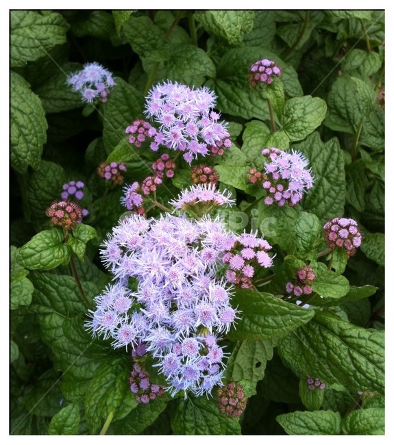 식물,꽃,아게라텀,풀솜꽃,flower,자연,식물,자연,plants,nature,꽃,flower