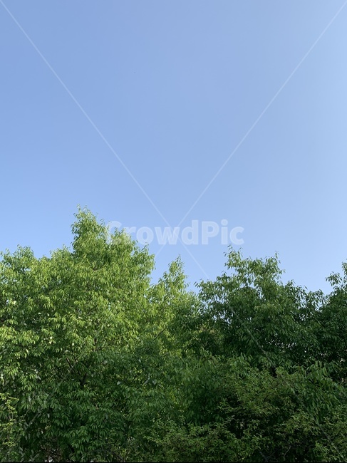 수목원,일몰시간,산책길,순천만정원,피크닉,돌담길,잔디밭,푸른나무,꽃,하늘,tree