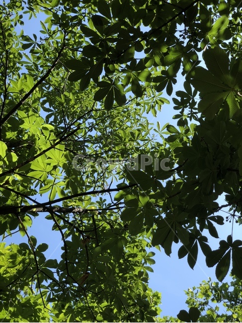 leaf,잎,plant,식물,tree,나무,여름,summer,green,초록,초록초록,초록하다,초록색,deepgreen