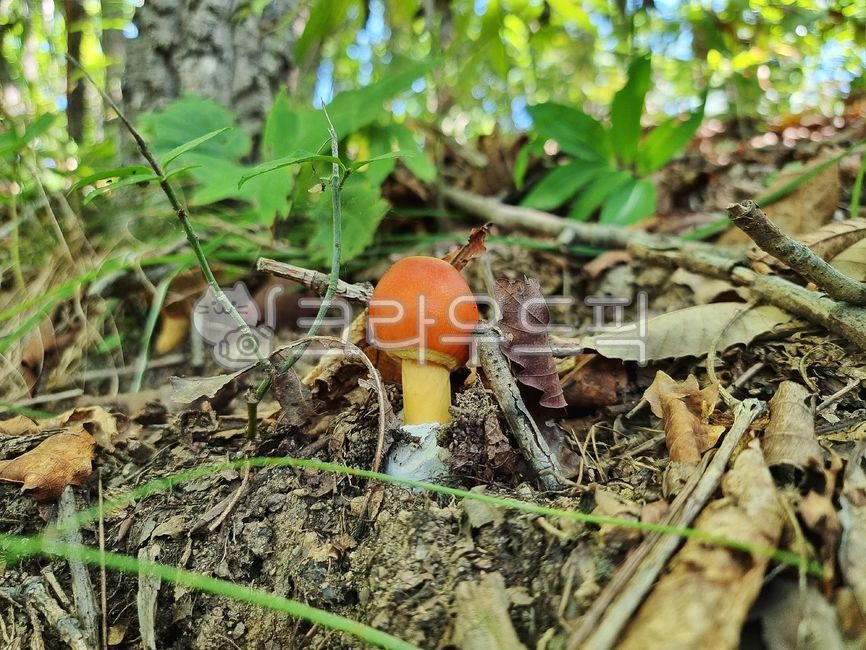 버섯,fungus,야생버섯,식용버섯,예쁜버섯,달걀버섯,주황색버섯