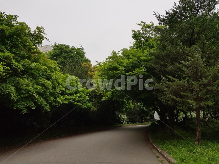 나무,조경,하늘,공원,녹색,자연,풍경,nature,landscape,road,도로,asphalt,아스팔트