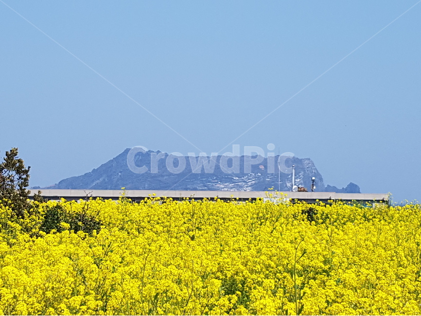 성산일출봉,유채꽃,제주도,봄,제주도유채꽃,봄,계절,spring,season,자연,풍경,nature,landscape,한국자연풍경,한국자연경관,korea nature landscape,제주도,jeju,jeju island,grassland,목초지,field,들,outdoors,옥외,rural,농촌,meadow,farm,농장