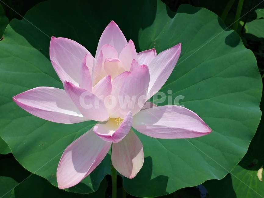연꽃,분홍색연꽃,여름,연잎,화사한연꽃,식물,자연,plants,nature,꽃,flower