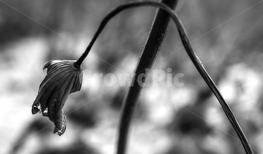 연,연잎,연밭,겨울,계절,식물,감성,식물,자연,plants,nature,흑백,모노톤,monochrome,black and white