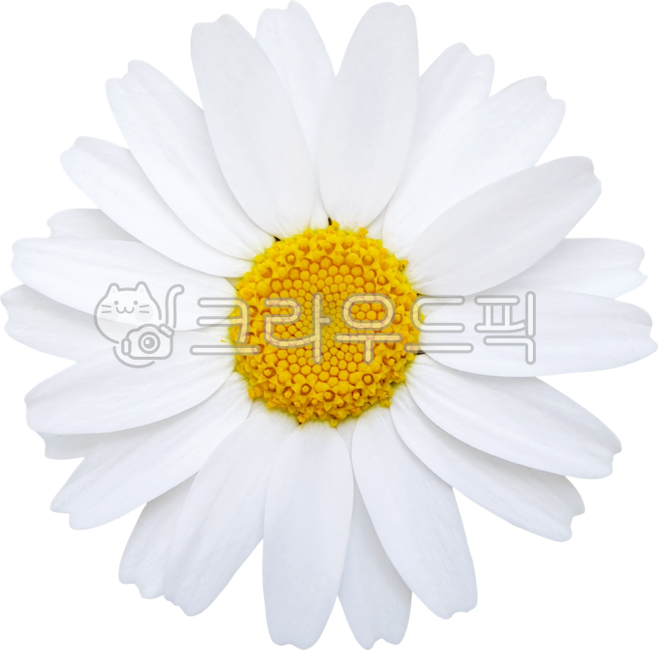 목마가렛,데이지,꽃,꽃잎,국화,캐모마일,marguerite,margueritedaisy,parisdaisy,argyranthemumfrutescens,daisy,flower,petal,chrysanthemum,chamomile,흰색,화이트,white