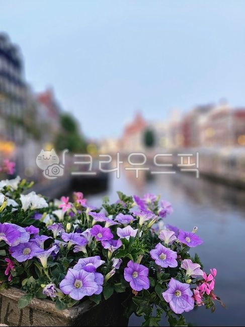 꽃,암스테르담,운하,flowers,보라색,purple,amsterdam,canel,dusk,네덜란드,netherlands,길거리