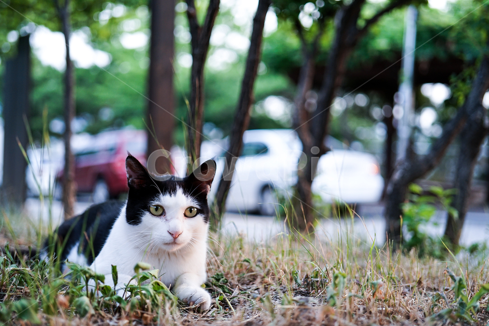 고양이,동물,포유류,길냥이,cat,animal,pet,동물,animal,포유류,mammal,고양이,cat,kitten,kitty