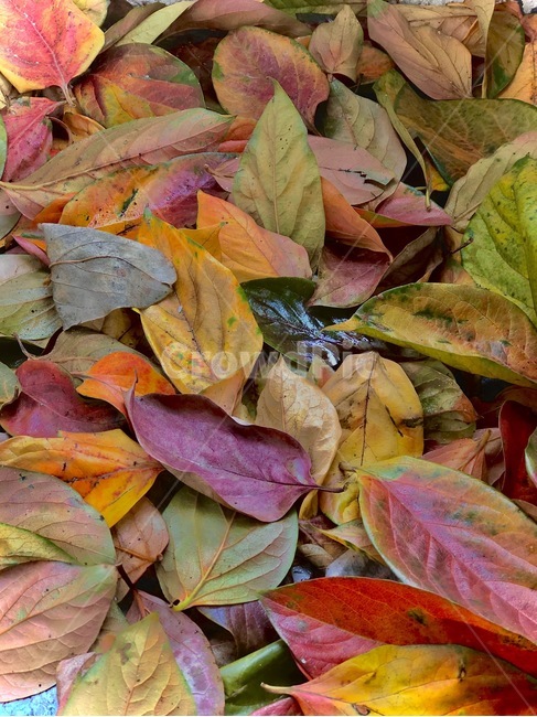 plant,식물,leaf,잎,veins,정맥,fall,가을,가을잎,colorful,감성