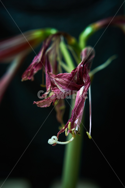 시든,난,꽃,생화,식물,조화,flower,plant,nature,자연,식물,자연,plants,nature,꽃,flower