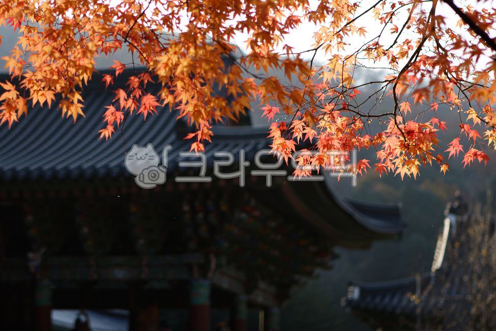 가을, fall, autumn, 단풍, 고궁, 사진,이미지,일러스트,캘리그라피 - eustress작가