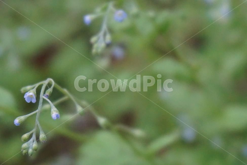 봄,4월,풀꽃,들녁,초록,싱그러움,보라색,자연,식물,자연,plants,nature,꽃,flower