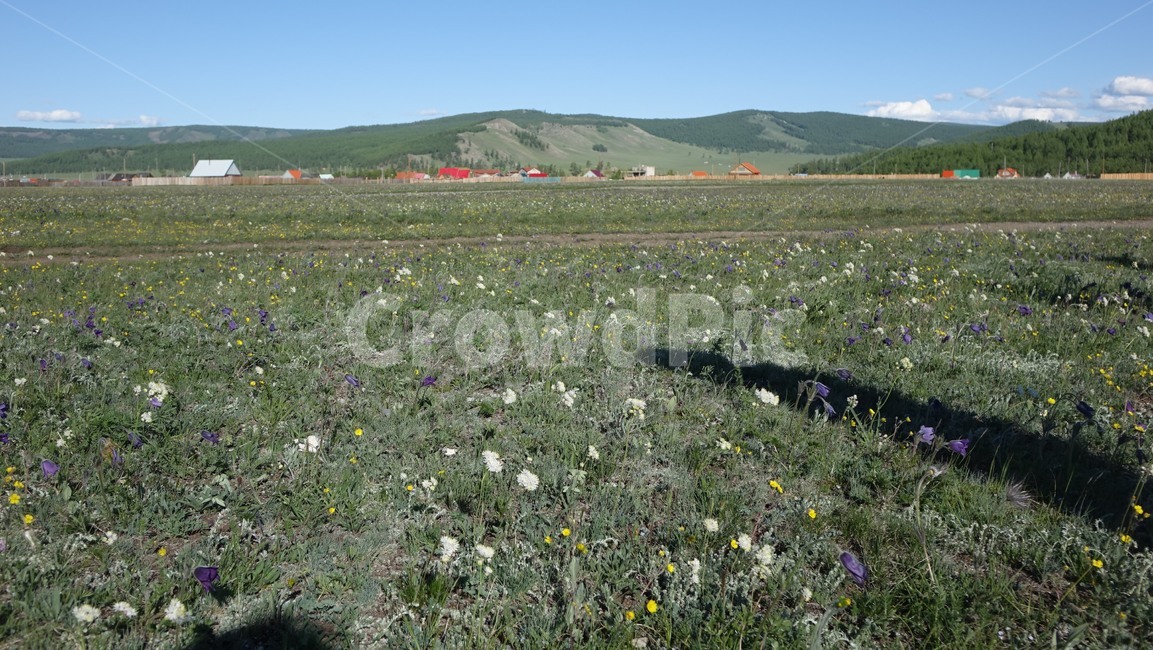 grassland,초원,들꽃,flower,nature,자연,마을,야생화,몽골,몽고,MONGOLIA