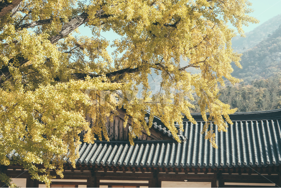 tree,나무,plant,식물,풍경,가을,은행나무,단풍,가을,계절,fall,autumn,season,한국전통,한국문화,korean traditional,korean culture