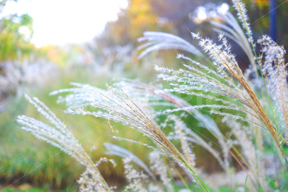 억새,가을,억새풀,갈대,millwort,가을사진,가을풍경,풍경,하늘,꽃,가을하늘,빛,화사함고요함,자연,가을,계절,fall,autumn,season,식물,자연,plants,nature,감성,sensible,feeling,grass,잔디,plant,outdoors,옥외,ice,빙