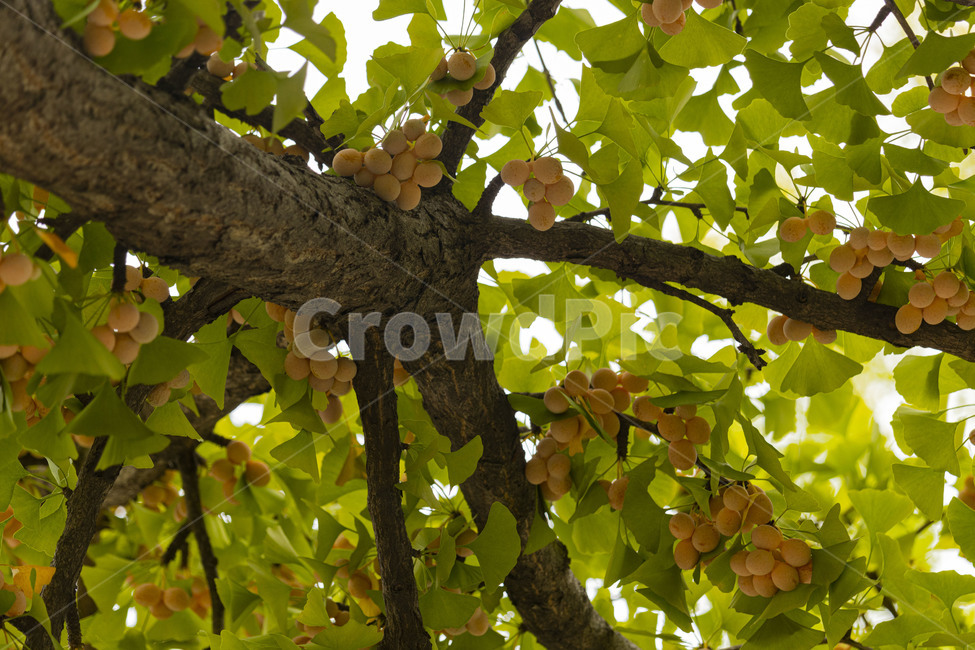 은행,은행나무,은행열매,은행나무열매,은행잎,ginkgo,나무,trees,wood,과일,열매,fruit
