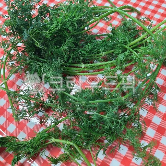 green,nature,Spice,dill,vegetable,Herb,Making dill butter,Dill Butter,leafy vegetables,ingredients,Scent,fresh