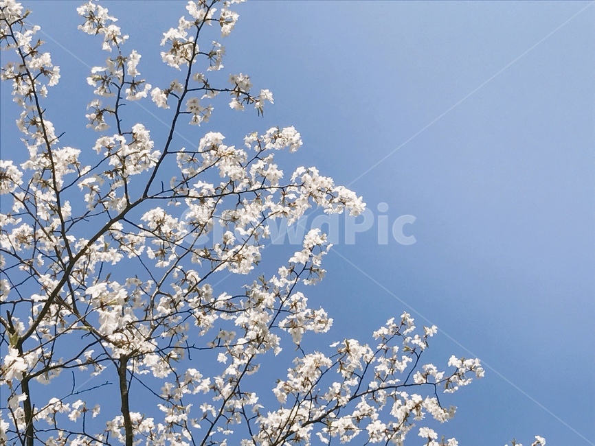 벚꽃,식물,봄,꽃,flower,spring,cheeryblossom