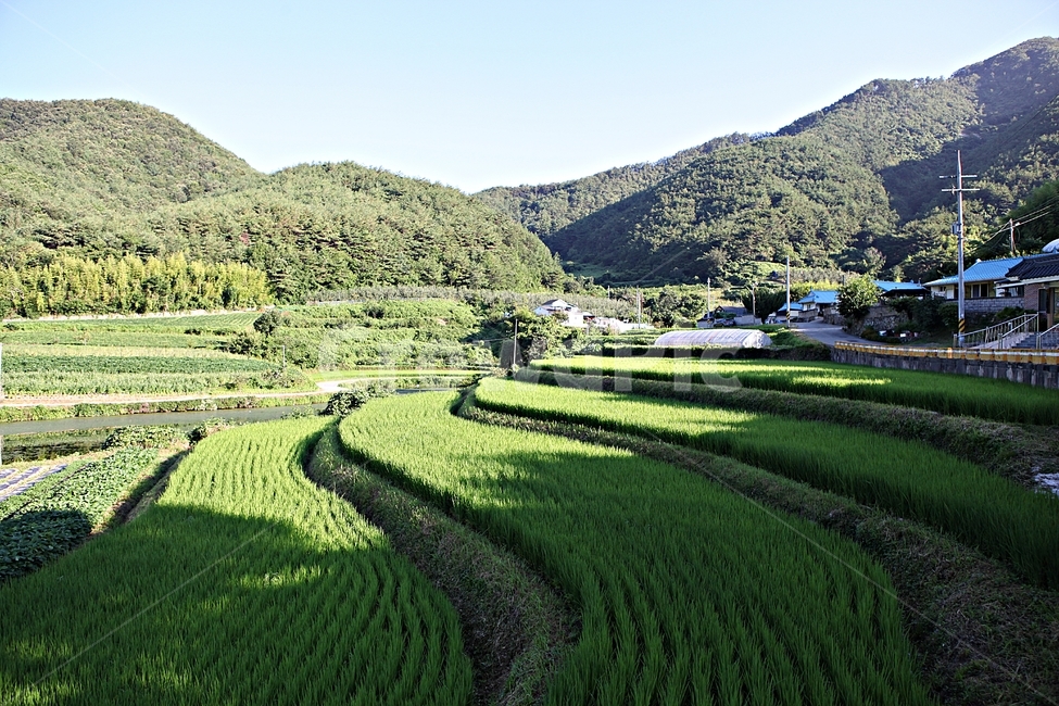 논,벼,농사,시골,쌀,곡식,풍경,여름,논농사,농업,농사,agriculture,farming,farming industry