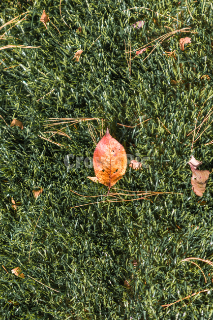 가을,autumn,자연,nature,공원,park,나들이,picnic,야외,outdoor,맑은날,day,식물,plant,잎,leaf,잔디,초록색,green,가을,계절,fall,autumn,season