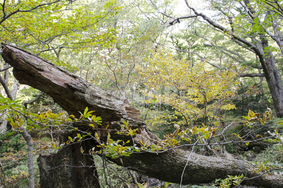 제주,제주도,비자림,비자나무,숲,나무,그린,초록,풍경,자연,배경,자연,풍경,nature,landscape,tree,plant,식물,tree trunk,나무 줄기