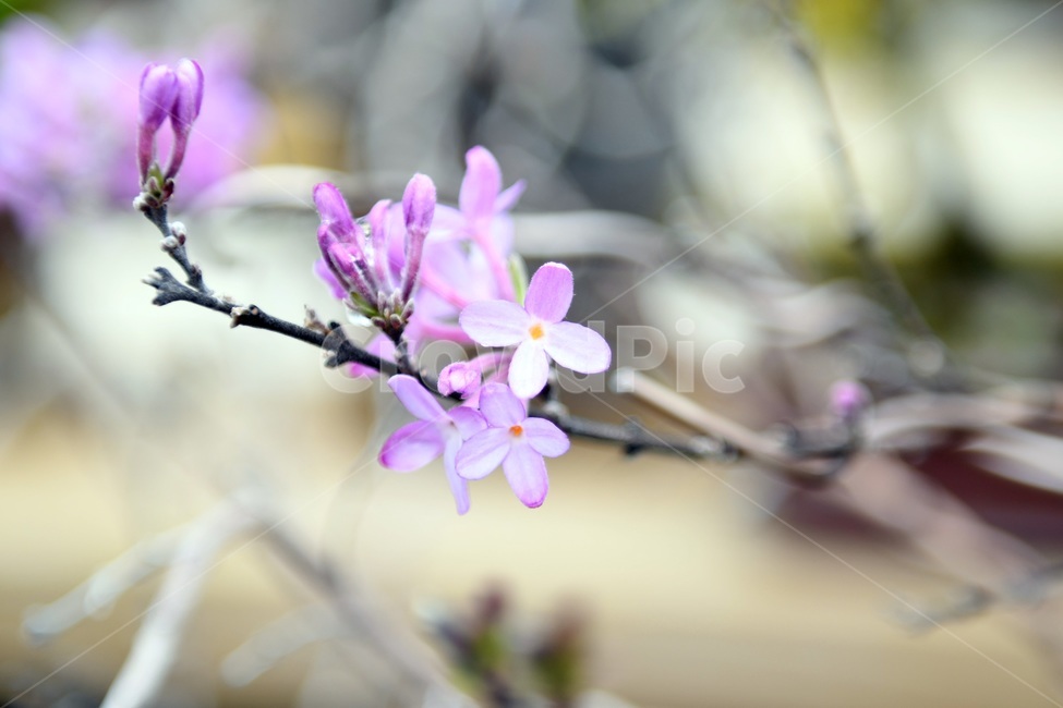 식물,꽃,감성사진,자연,flower,꽃사진,봄,봄꽃,계절,감성,4월,spring,힐링,자연풍경,풍경,봄,계절,spring,season,식물,자연,plants,nature,꽃,flower,plant,blossom