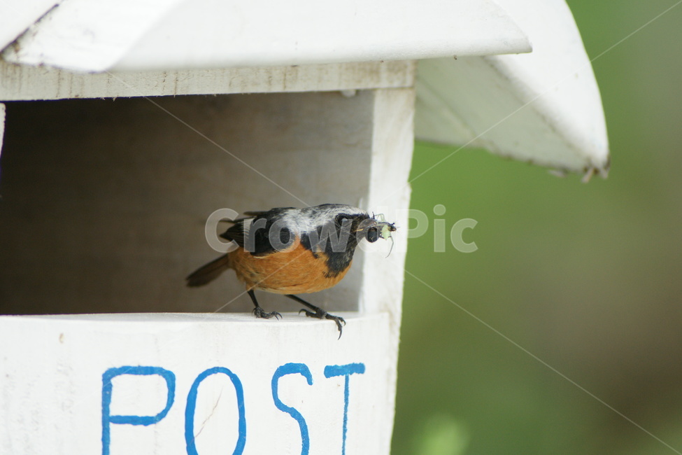 딱새,육추,둥지,조류,새,동물,animal,조류,새,birds