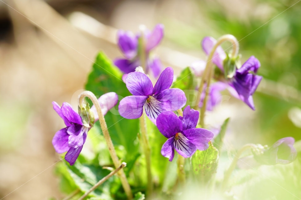 봄,꽃,플라워,flower,자연,풍경,경치,식물,이파리,spring,산뜻,따뜻,제비꽃,접사,macro,클로즈업,closeup,tree,숲,숲속,산림,삼림,조경,plants,봄꽃,감성,힐링,landscape,식물,자연,plants,nature,꽃,flower