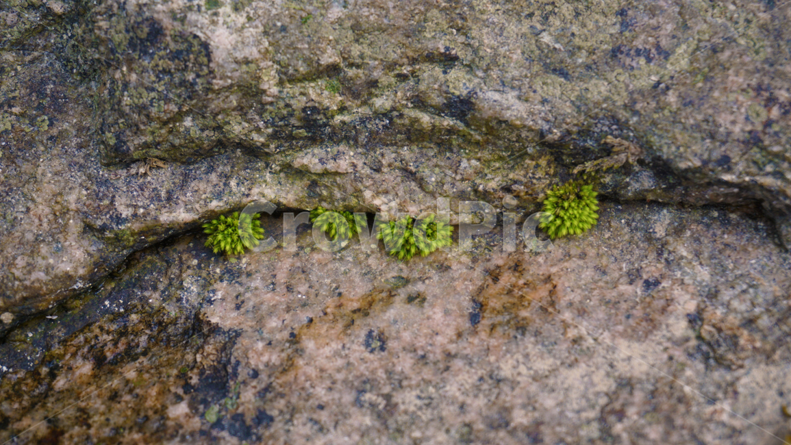 바위,계곡,풀,이끼,자연,산,nature,rock,valley,moss,grass,식물,자연,plants,nature