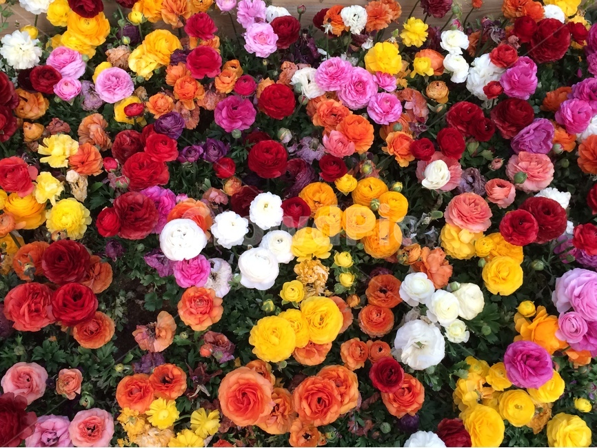 flower bed,flower garden,ranunculus,Wallpapers,colorful