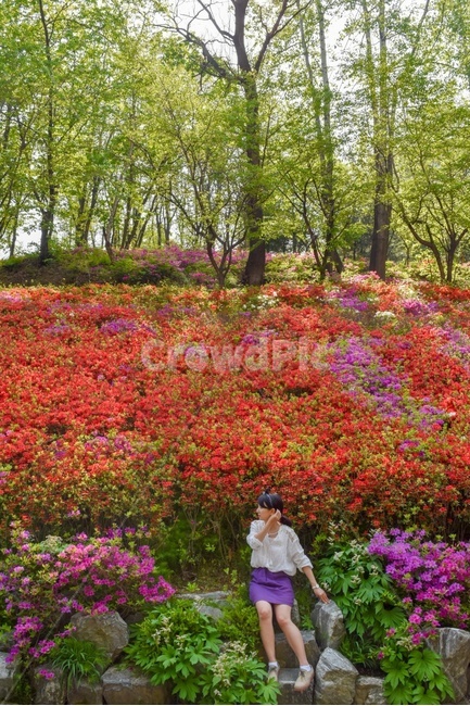 철쭉,철쭉축제,군포철죽축제,연산홍,연상홍꽃,꽃,보라색,빨간색,숲,나무,여자,보라색치마,봄,봄,계절,spring,season,사람,인물,인간,human,person,여성,여자,woman,female,lady,outdoors,옥외,plant,식물