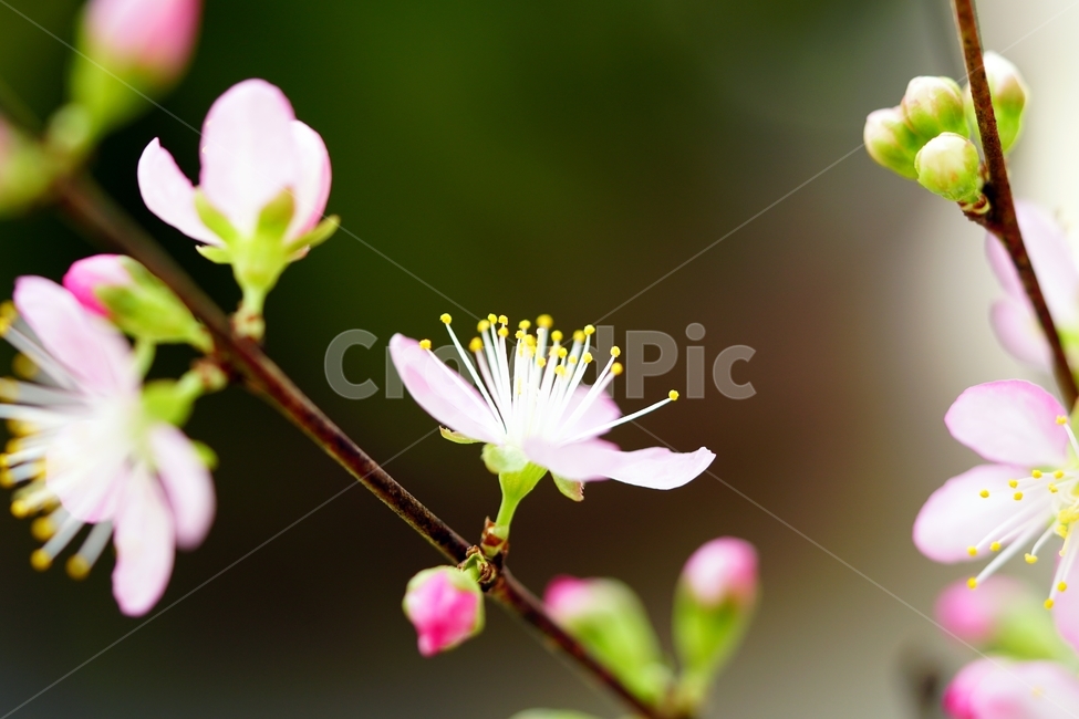 한국자연,꽃,꽃사진,플라워,flower,봄,봄꽃,spring,식물,plants,자연,nature,풍경,landscape,계절,season,snap,스냅,접사,macro,closeup,클로즈업,감성사진,감성,힐링,healing,느낌,feel,feeling,꽃밭,화단,나무,나뭇가지,tree,꽃봉오리,장미과,이스라지,이스라지꽃,5월,May,이스라지나무,식물,자연,plants,nature,꽃,flower