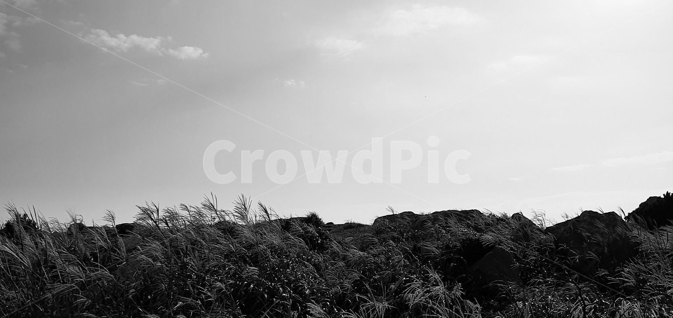갈대,자연,흑백,하늘,구름,한국자연풍경,한국자연경관,korea nature landscape,흑백,모노톤,monochrome,black and white