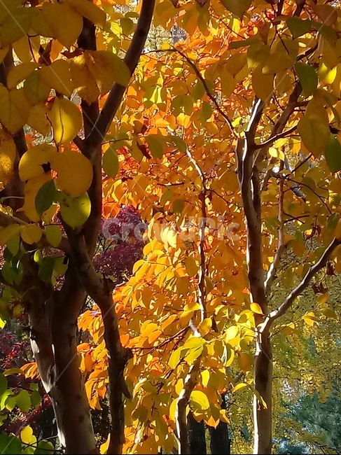가을,단풍,낙엽,maple,plant,식물,단풍나무,단풍잎,leaf,잎,tree,나무,계절,fallautumnseason,가을단풍,자연,풍경,경치,가을,계절,fall,autumn,season,식물,자연,plants,nature,나무,trees,wood