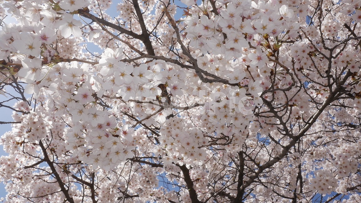 클로즈업,벚꽃,꽃,봄,분홍,봄,계절,spring,season,식물,자연,plants,nature,꽃,flower,plant,blossom,cherry blossom