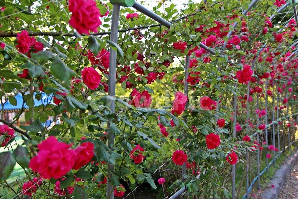 장미,꽃,붉은장미,빨간장미,rose,식물,자연,plants,nature,꽃,flower
